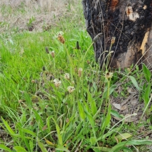 Plantago lanceolata at Jerrabomberra, ACT - 3 Oct 2021