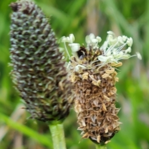 Plantago lanceolata at Jerrabomberra, ACT - 3 Oct 2021