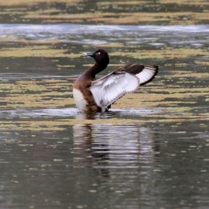 Aythya australis at Splitters Creek, NSW - 3 Oct 2021