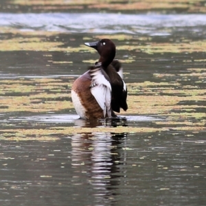 Aythya australis at Splitters Creek, NSW - 3 Oct 2021