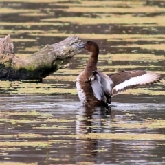 Aythya australis at Splitters Creek, NSW - 3 Oct 2021 10:00 AM