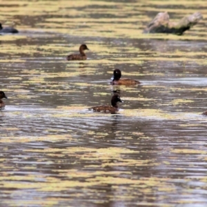 Aythya australis at Splitters Creek, NSW - 3 Oct 2021