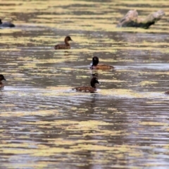 Aythya australis at Splitters Creek, NSW - 3 Oct 2021