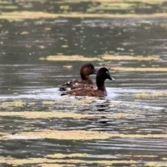 Aythya australis at Splitters Creek, NSW - 3 Oct 2021