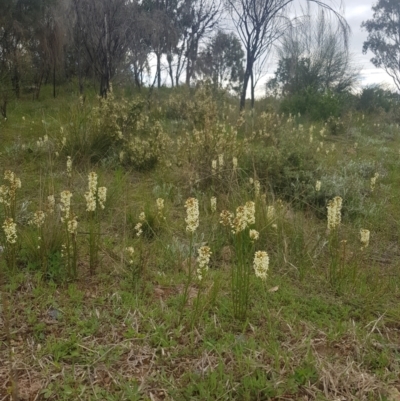 Stackhousia monogyna (Creamy Candles) at Torrens, ACT - 3 Oct 2021 by Bex