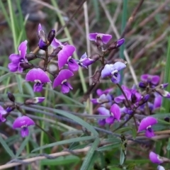 Glycine clandestina (Twining Glycine) at Kambah, ACT - 2 Oct 2021 by RosemaryRoth