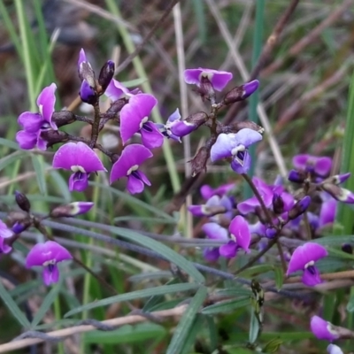 Glycine clandestina (Twining Glycine) at Kambah, ACT - 2 Oct 2021 by RosemaryRoth