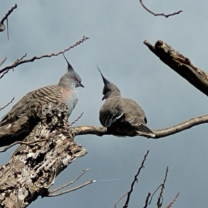 Ocyphaps lophotes at Holt, ACT - 2 Oct 2021