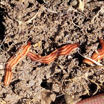 Anzoplana trilineata (A Flatworm) at Gilmore, ACT - 3 Oct 2021 by trevorpreston