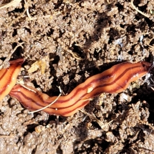 Anzoplana trilineata at Gilmore, ACT - 3 Oct 2021 11:29 AM