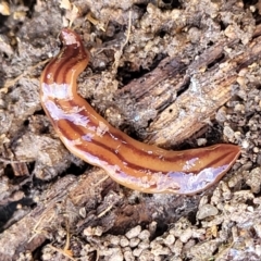 Anzoplana trilineata at Gilmore, ACT - 3 Oct 2021 11:29 AM