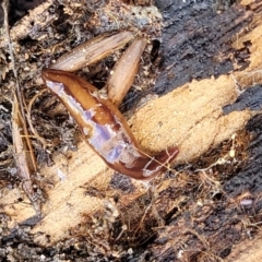 Anzoplana trilineata at Gilmore, ACT - 3 Oct 2021 11:29 AM