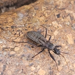 Coranus sp. (genus) (Assassin bug) at Paddys River, ACT - 3 Oct 2021 by trevorpreston