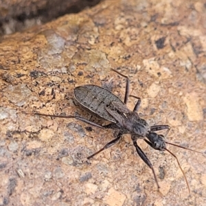 Coranus sp. (genus) at Paddys River, ACT - 3 Oct 2021 02:23 PM