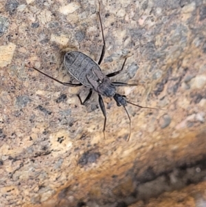 Coranus sp. (genus) at Paddys River, ACT - 3 Oct 2021