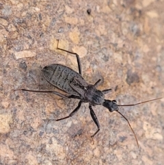 Coranus sp. (genus) at Paddys River, ACT - 3 Oct 2021 02:23 PM