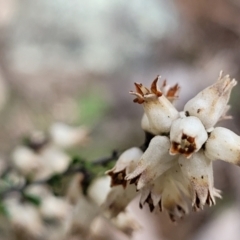 Cryptandra amara (Bitter Cryptandra) at Paddys River, ACT - 3 Oct 2021 by trevorpreston