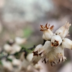 Cryptandra amara (Bitter Cryptandra) at Paddys River, ACT - 3 Oct 2021 by tpreston