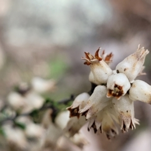 Cryptandra amara at Paddys River, ACT - 3 Oct 2021