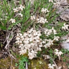 Cryptandra amara at Paddys River, ACT - 3 Oct 2021