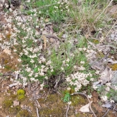 Cryptandra amara at Paddys River, ACT - 3 Oct 2021 02:44 PM