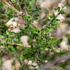 Cryptandra amara at Paddys River, ACT - 3 Oct 2021 02:44 PM