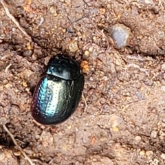 Chrysolina quadrigemina (Greater St Johns Wort beetle) at Point Hut Hill - 3 Oct 2021 by trevorpreston