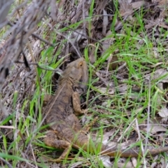 Pogona barbata (Eastern Bearded Dragon) at Lyneham Ridge - 3 Oct 2021 by pineapplealex17