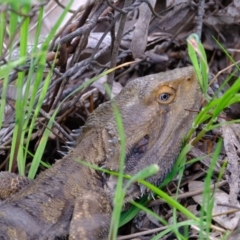 Pogona barbata at Lyneham, ACT - suppressed