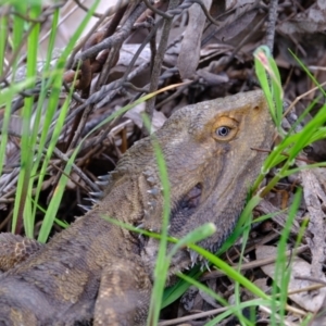 Pogona barbata at Lyneham, ACT - suppressed