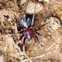 Habronestes bradleyi (Bradley's Ant-Eating Spider) at Paddys River, ACT - 3 Oct 2021 by trevorpreston