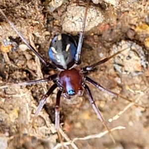 Habronestes bradleyi at Paddys River, ACT - 3 Oct 2021