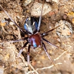 Habronestes bradleyi (Bradley's Ant-Eating Spider) at Point Hut Hill - 3 Oct 2021 by trevorpreston