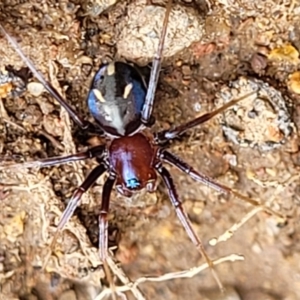 Habronestes bradleyi at Paddys River, ACT - 3 Oct 2021 02:47 PM