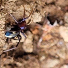 Habronestes bradleyi at Paddys River, ACT - 3 Oct 2021