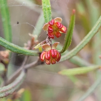 Dodonaea viscosa subsp. angustissima (Hop Bush) at Point Hut to Tharwa - 3 Oct 2021 by tpreston