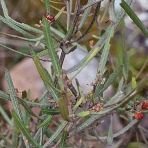 Dodonaea viscosa subsp. angustissima at Tuggeranong DC, ACT - 3 Oct 2021