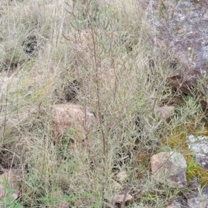 Dodonaea viscosa subsp. angustissima at Tuggeranong DC, ACT - 3 Oct 2021