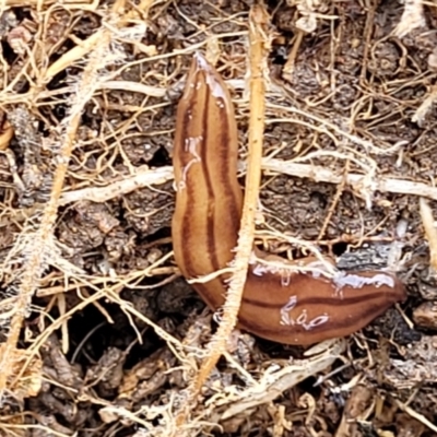 Anzoplana trilineata (A Flatworm) at Paddys River, ACT - 3 Oct 2021 by tpreston