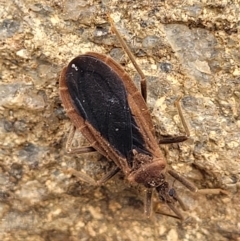 Aradidae sp. (family) (Flat bug) at Point Hut Hill - 3 Oct 2021 by trevorpreston