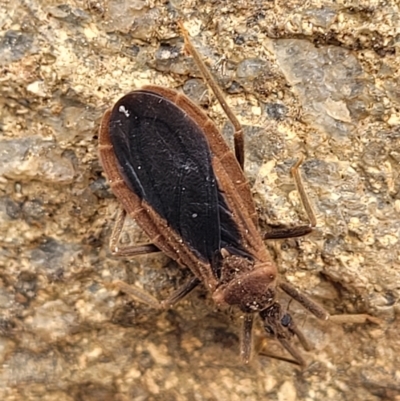Aradidae sp. (family) (Flat bug) at Point Hut Hill - 3 Oct 2021 by trevorpreston