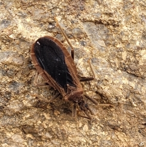 Aradidae sp. (family) at Tuggeranong DC, ACT - 3 Oct 2021