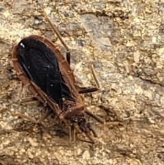 Aradidae sp. (family) at Tuggeranong DC, ACT - 3 Oct 2021