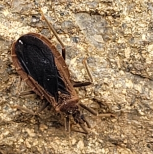 Aradidae sp. (family) at Tuggeranong DC, ACT - 3 Oct 2021