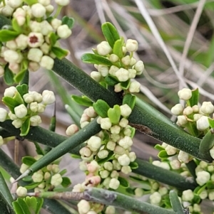 Discaria pubescens at Paddys River, ACT - 3 Oct 2021