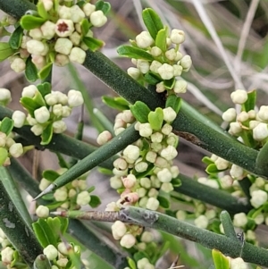 Discaria pubescens at Paddys River, ACT - 3 Oct 2021