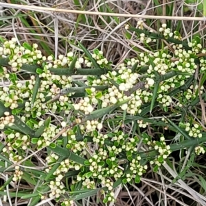 Discaria pubescens at Paddys River, ACT - 3 Oct 2021 02:55 PM