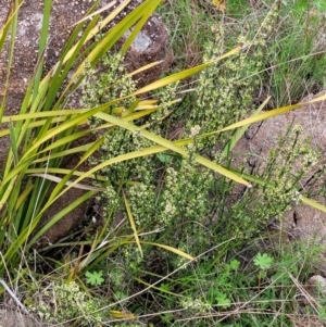 Discaria pubescens at Paddys River, ACT - 3 Oct 2021