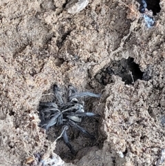 Tasmanicosa sp. (genus) (Unidentified Tasmanicosa wolf spider) at Point Hut Hill - 3 Oct 2021 by trevorpreston