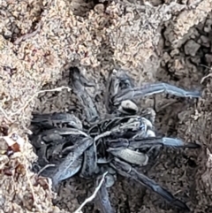 Tasmanicosa sp. (genus) at Tuggeranong DC, ACT - 3 Oct 2021